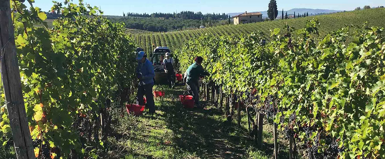 Winemaker in the cellar observing grapes