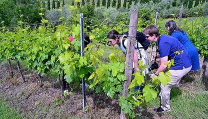 3-Days Private Wine Holiday in Tuscany     - private_package														Wine Tour