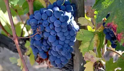 Sparkling & Red Wine Tour - private Wine Tour