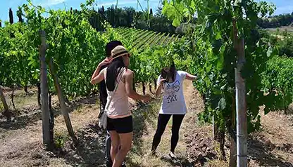 San Gimignano Wine Tasting Tour - private Wine Tour